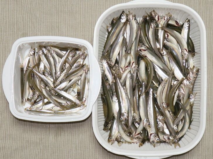 4分の1はミニミニサイズ