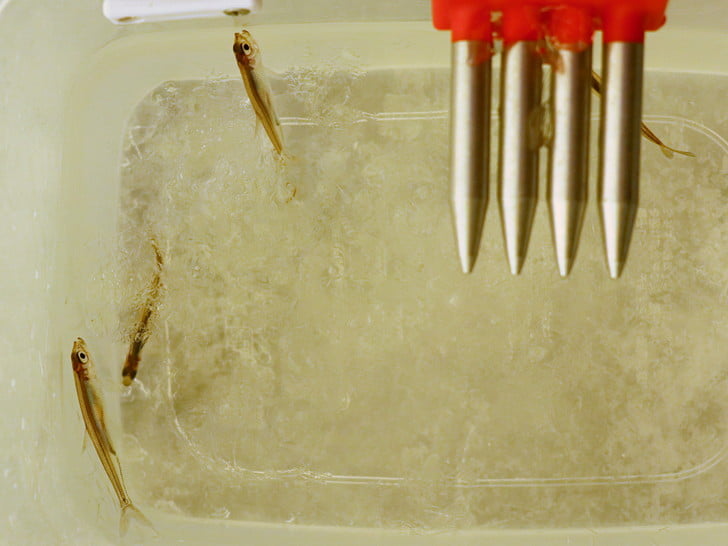 ちっさワカサギ