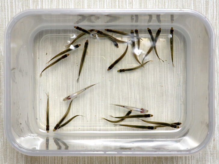 今晩のおかずには少な過ぎ