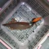 2023.10.31マッタリで満足なイカ釣り - 早期退職で趣味ざんまい