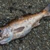 秋が旬の高級魚『ムツ』 不名誉な呼び名「オンシラズ」のワケとは? | TSURINEWS