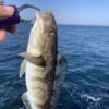 ホッケショアジギで入れ食い堪能。 - konosirusの日記