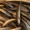 釣りバカおやじのひとり言・・・: わかさぎ①【サーモ