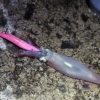 2023.11.21コラボでイカ釣り、投光器指南 - 早期退職で趣味ざんまい