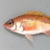 ハツメ | 魚類 | 市場魚貝類図鑑