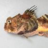 オニカジカ | 魚類 | 市場魚貝類図鑑