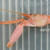 テナガテッポウエビ | 甲殻 | 市場魚貝類図鑑