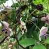 アケビの花を受粉させる方法と注意点|自然植物図鑑