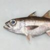 ムツ | 魚類 | 市場魚貝類図鑑